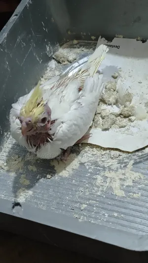 Cockatiel Tamed Baby