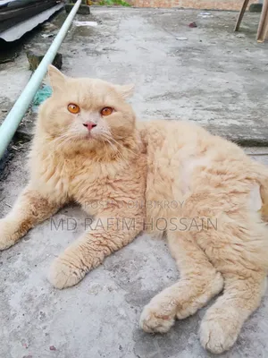 1+ Year Male Purebred Cat