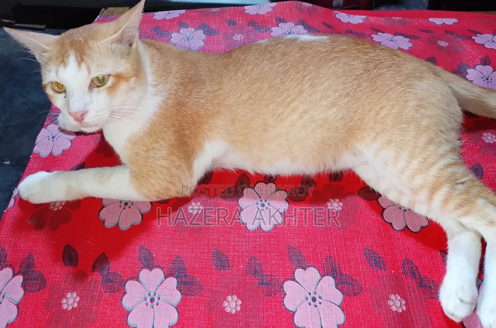 6-12 months Male Purebred Bengal