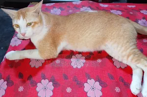 6-12 months Male Purebred Bengal