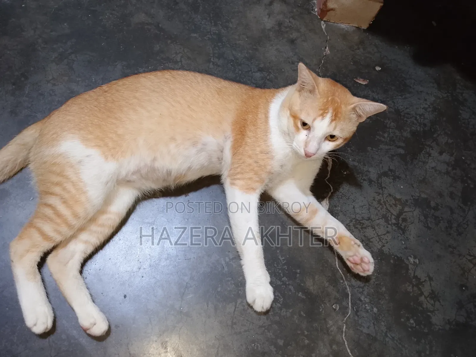 6-12 months Male Purebred Bengal