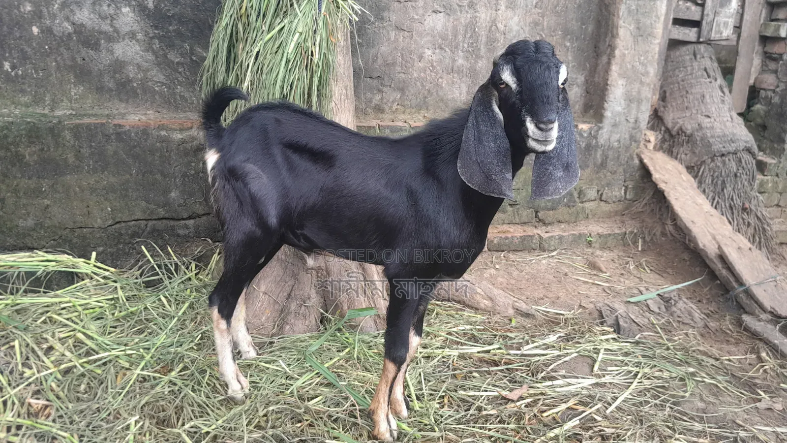Goat for Sale. Savar