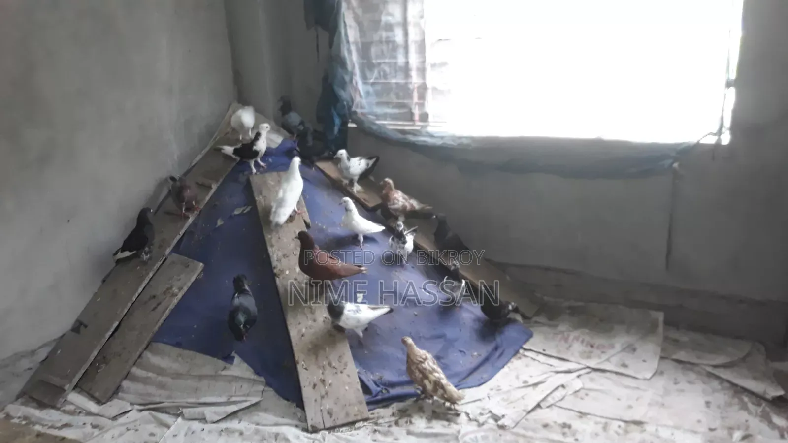 Various breeds of pigeons are available, you can take whichever pair you want