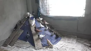 Various breeds of pigeons are available, you can take whichever pair you want