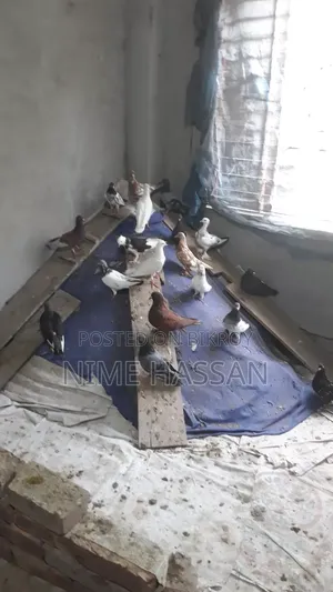 Various breeds of pigeons are available, you can take whichever pair you want