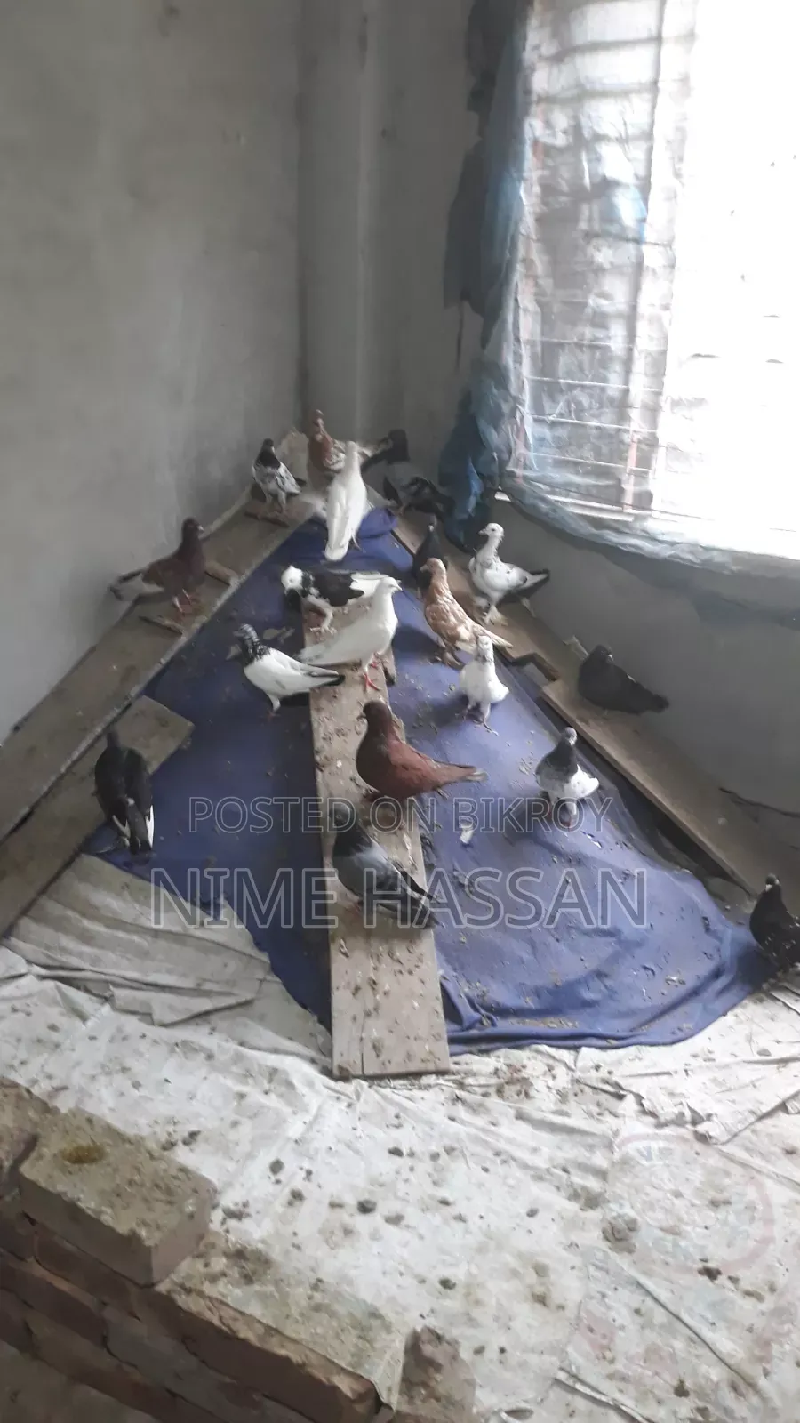 Various breeds of pigeons are available, you can take whichever pair you want