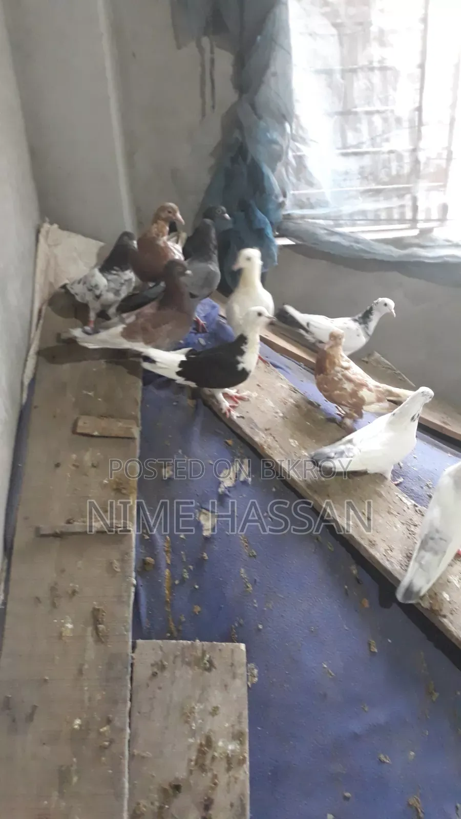 Various breeds of pigeons are available, you can take whichever pair you want