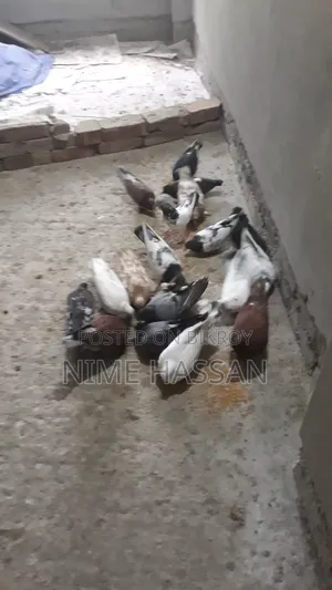Various breeds of pigeons are available, you can take whichever pair you want