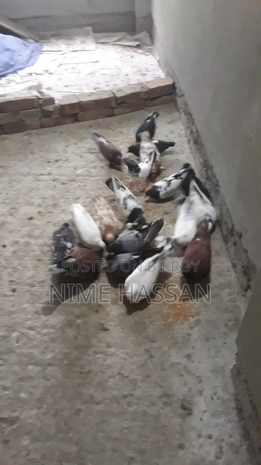 Various breeds of pigeons are available, you can take whichever pair you want