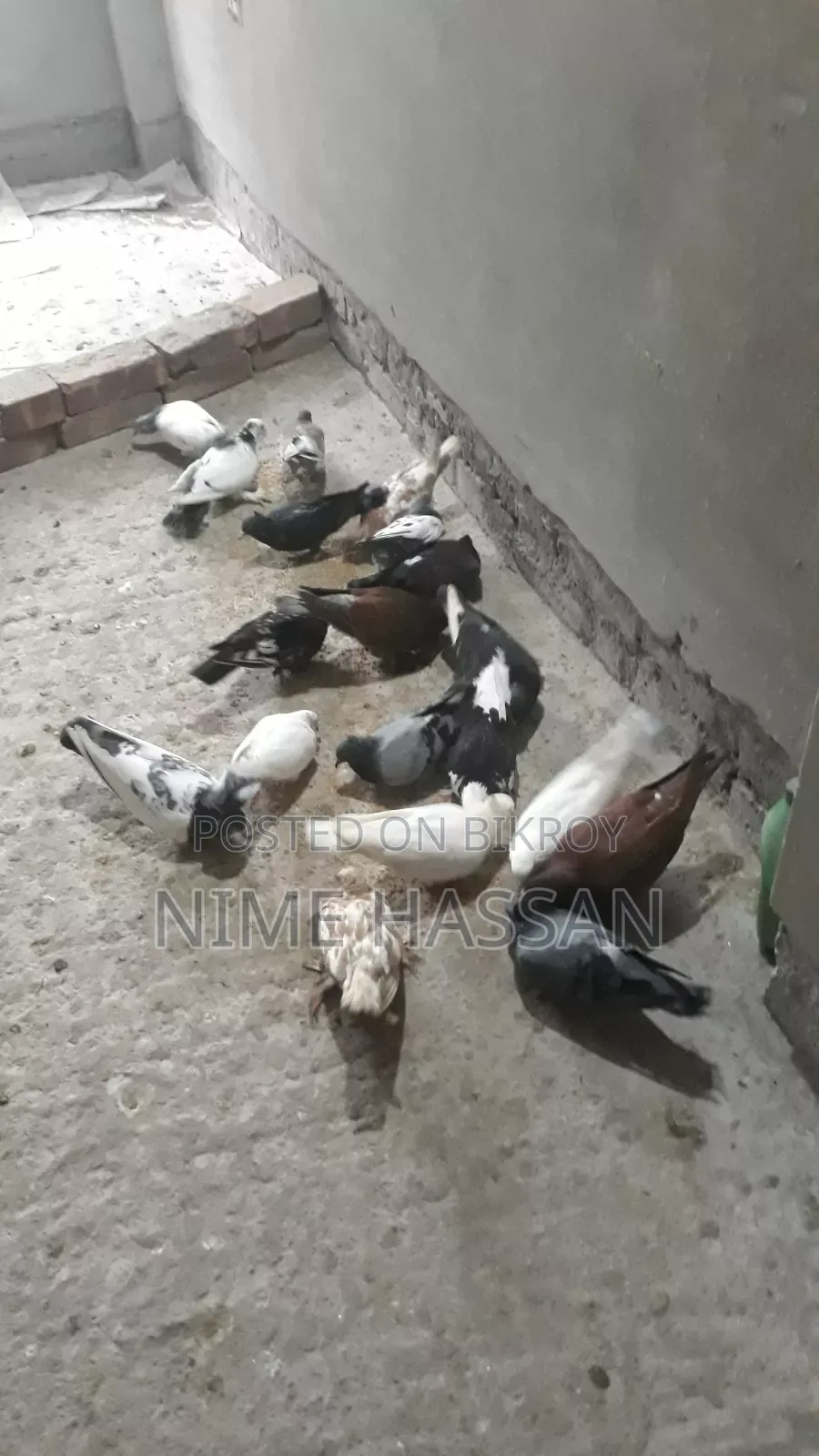 Various breeds of pigeons are available, you can take whichever pair you want