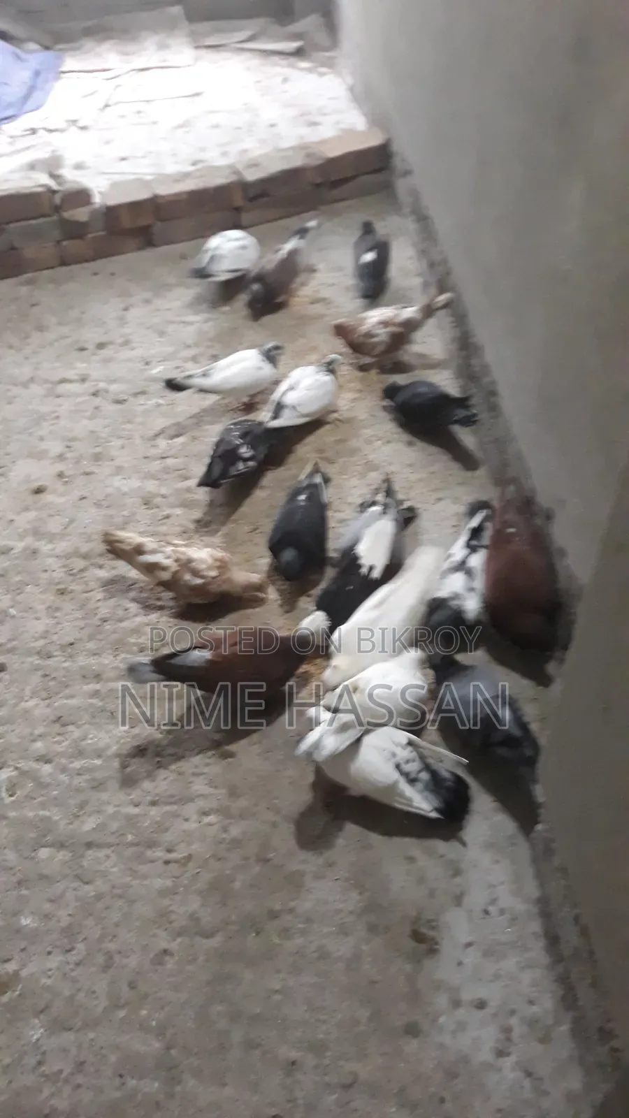 Various breeds of pigeons are available, you can take whichever pair you want