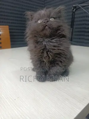 1-3 months Female Purebred Persian