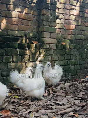 Silky Chicken