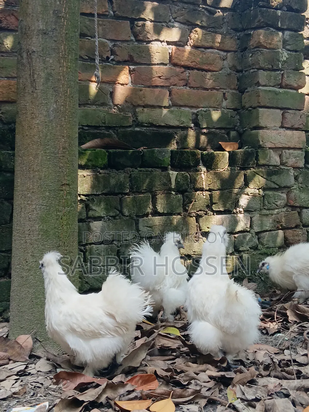 Silky Chicken
