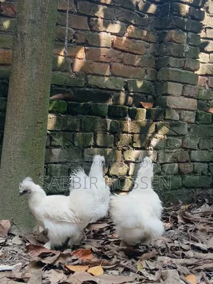 Silky Chicken