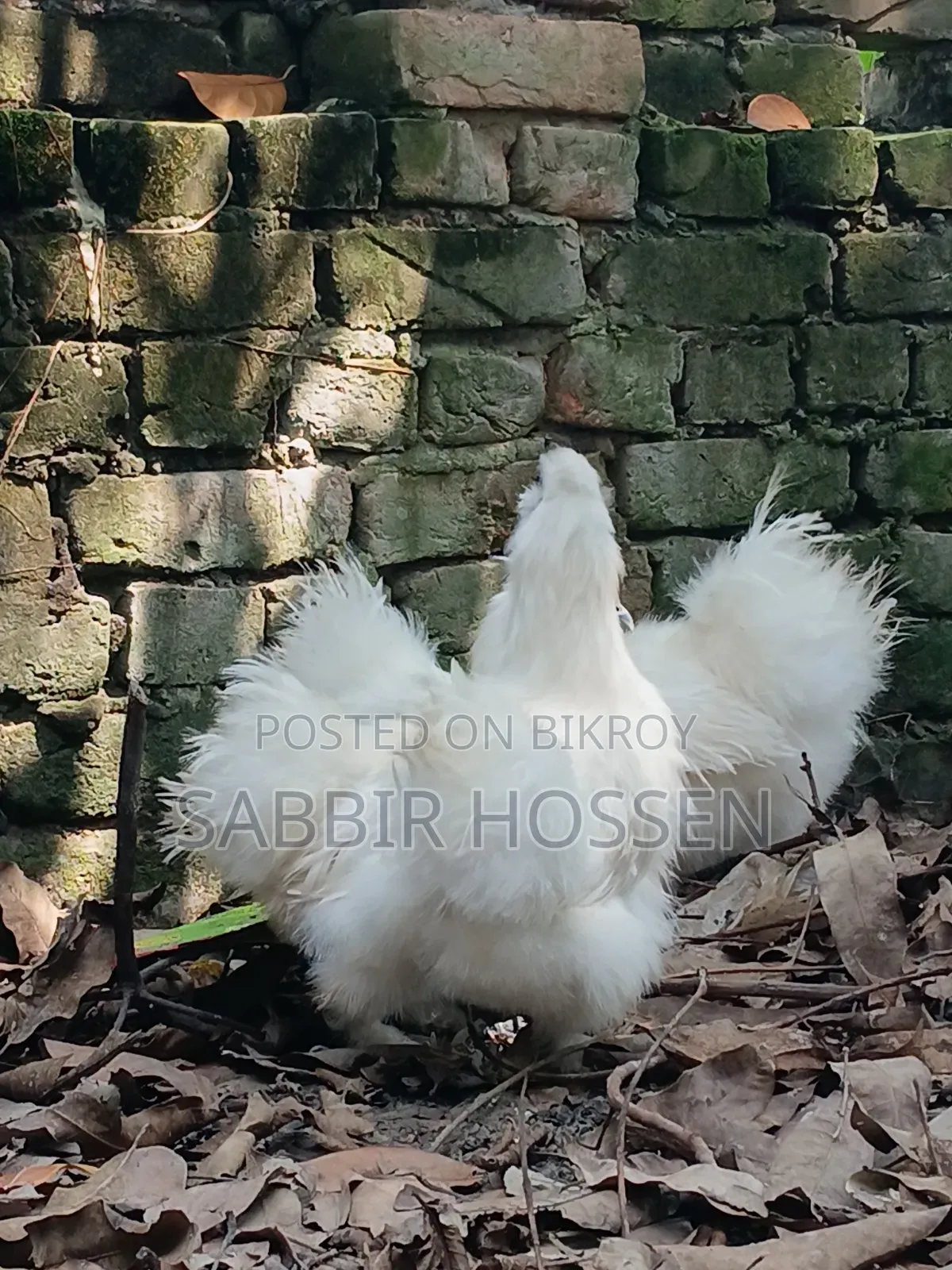Silky Chicken