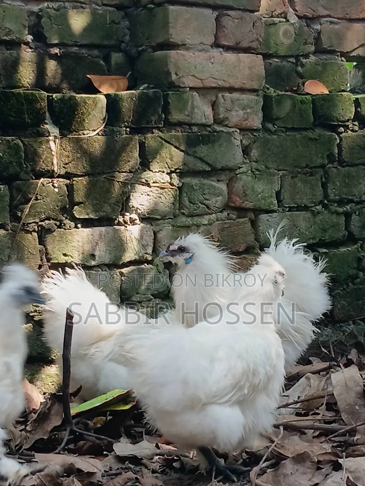 Silky Chicken