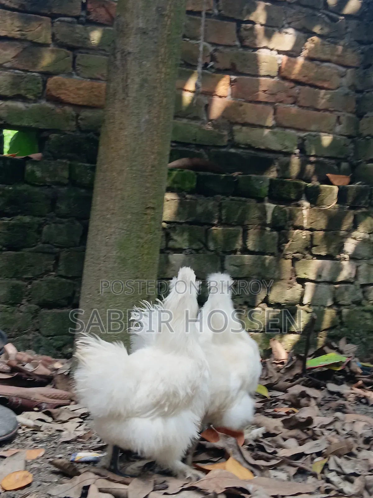 Silky Chicken