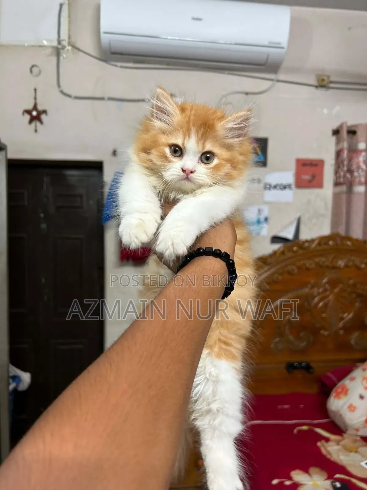 1-3 months Male Purebred Persian