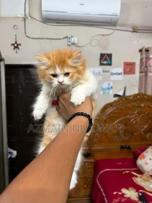 1-3 months Male Purebred Persian