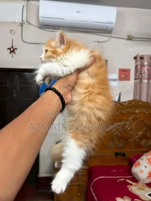 1-3 months Male Purebred Persian