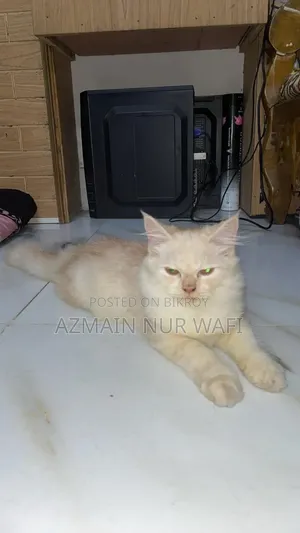 3-6 months Male Purebred Persian
