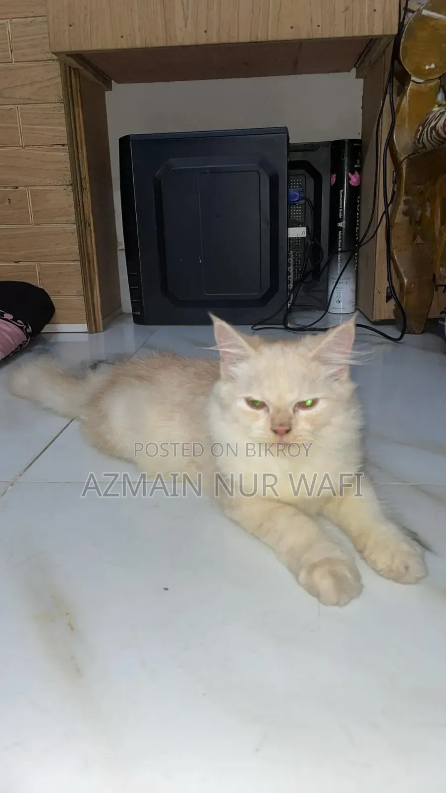 3-6 months Male Purebred Persian