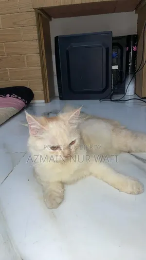 3-6 months Male Purebred Persian