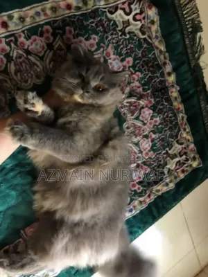 6-12 months Female Purebred Persian