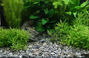 Mix Colour Aquarium Stone