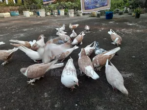 Siraji, Cross, Deshi Pigeons