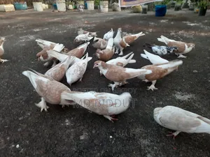 Siraji, Cross, Deshi Pigeons