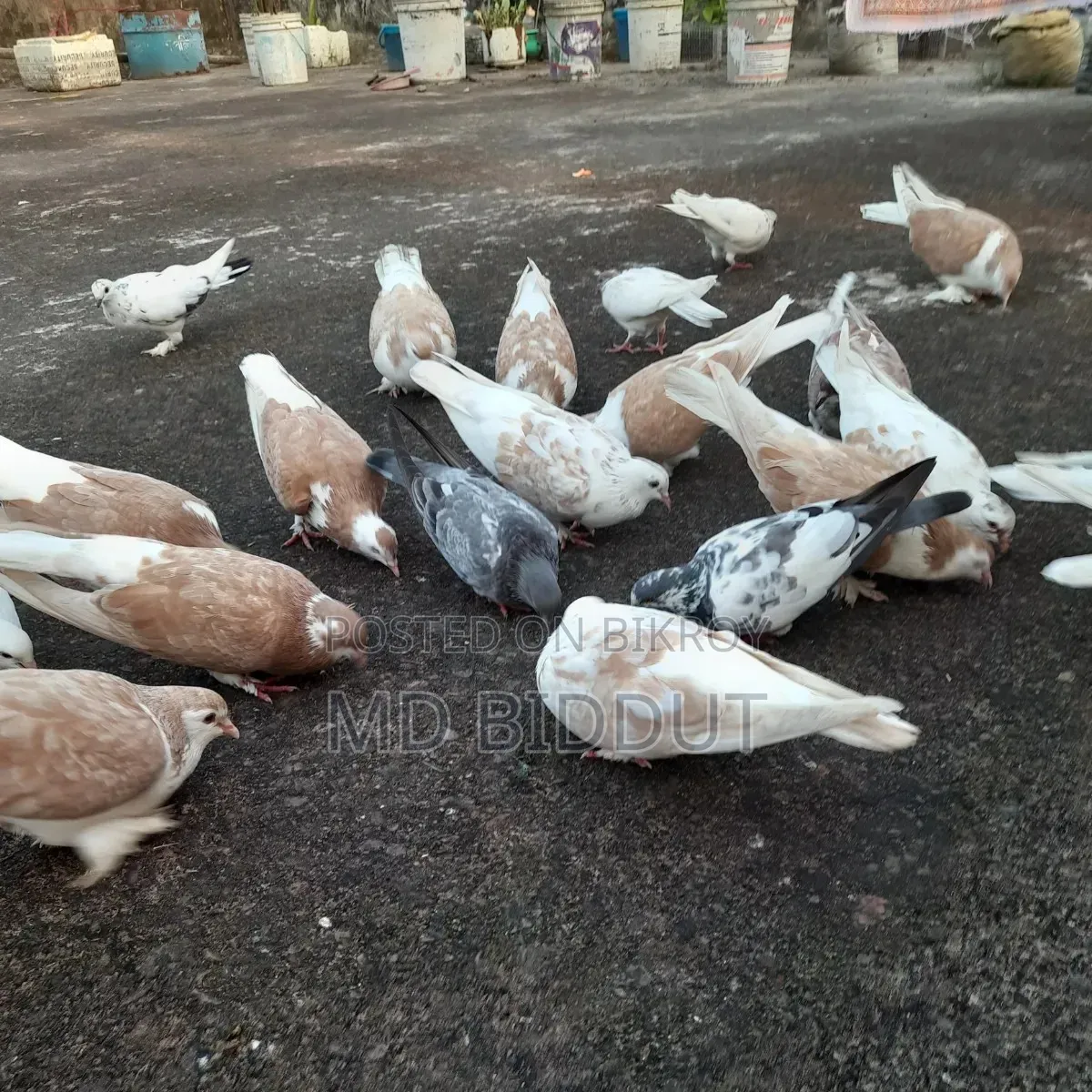 Siraji, Cross, Deshi Pigeons