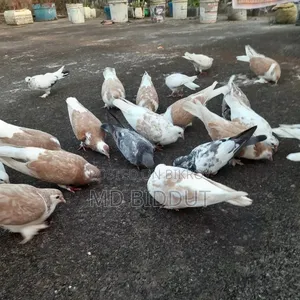 Siraji, Cross, Deshi Pigeons