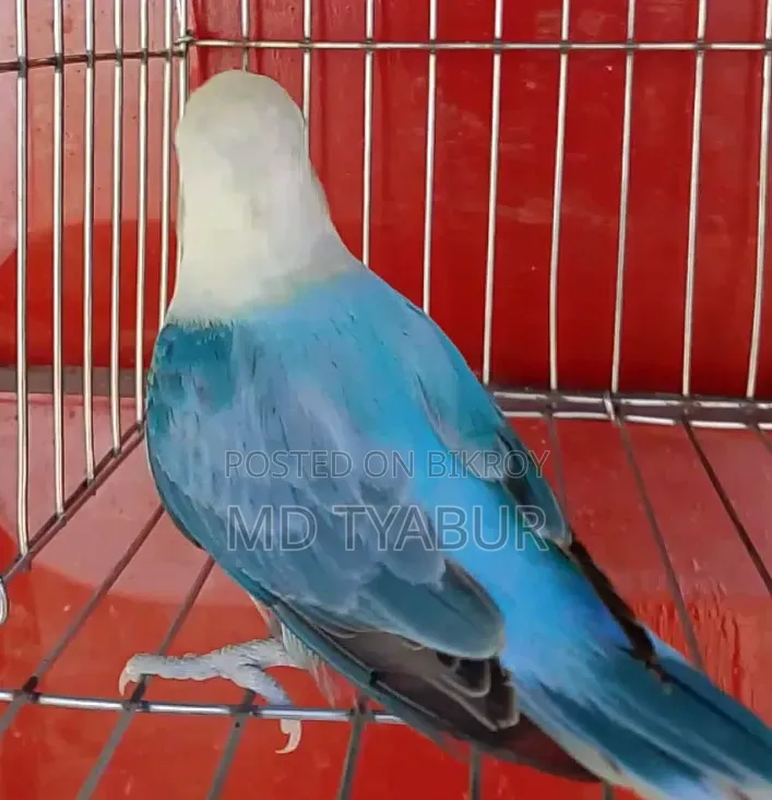 লাভ বার্ড এডাল্ট