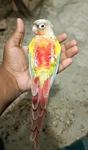 পাইনাপেল কুনুর