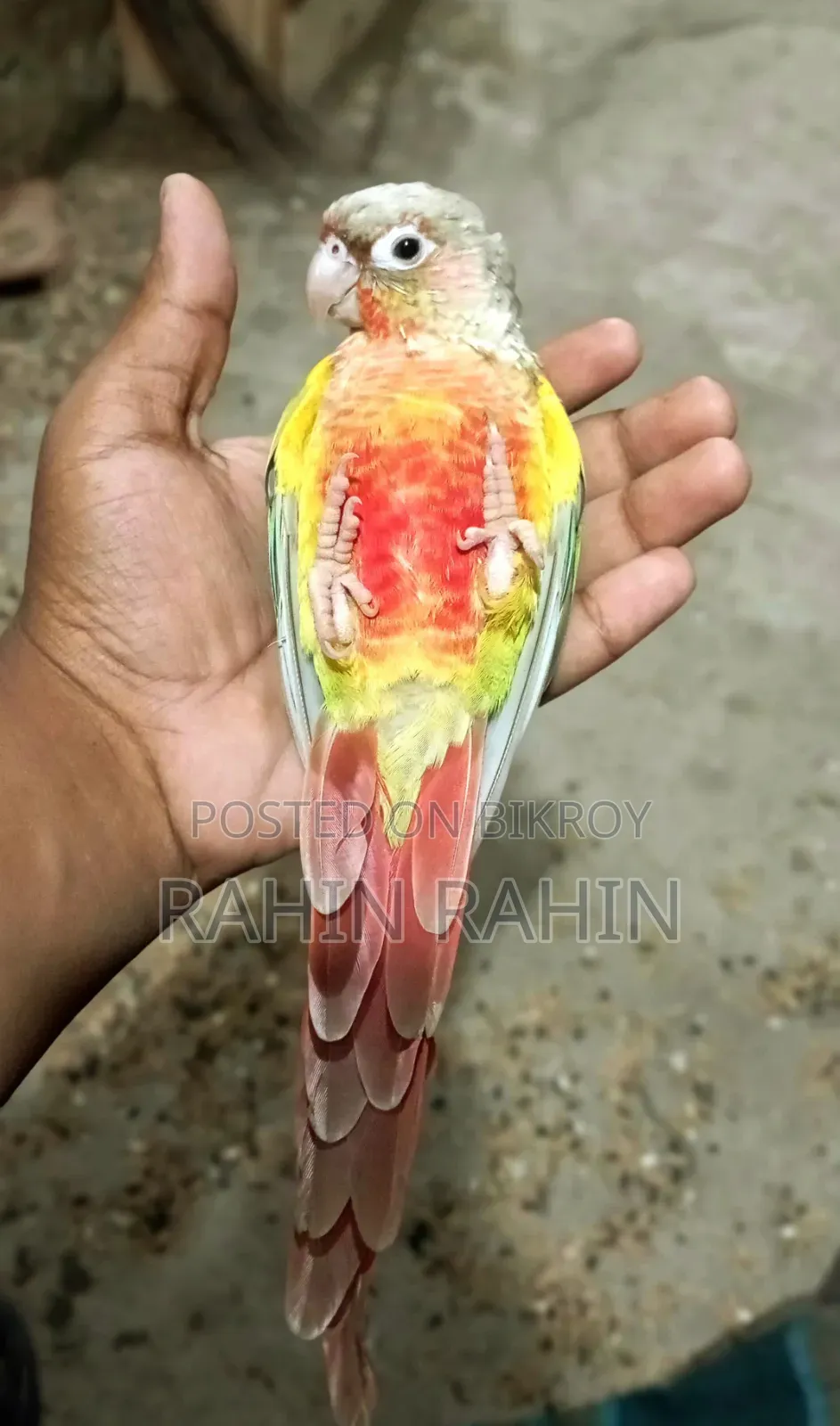 পাইনাপেল কুনুর