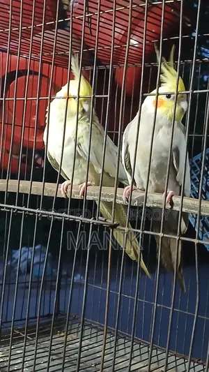 Cockatiel bird for sale