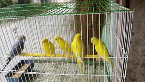 Cockatiel bird for sale