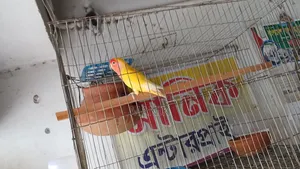 Cockatiel bird for sale