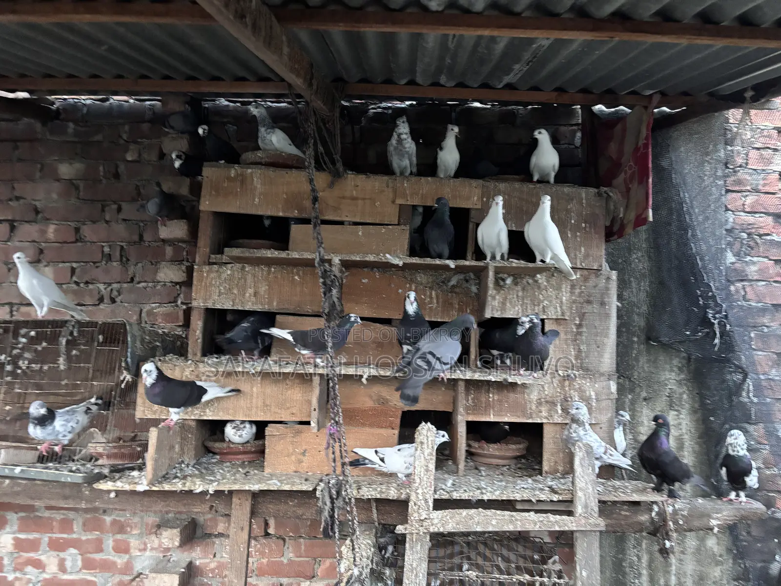 ৩০–৩২ পিস কবুতর একসাথে বিক্রি