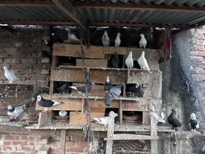 ৩০–৩২ পিস কবুতর একসাথে বিক্রি