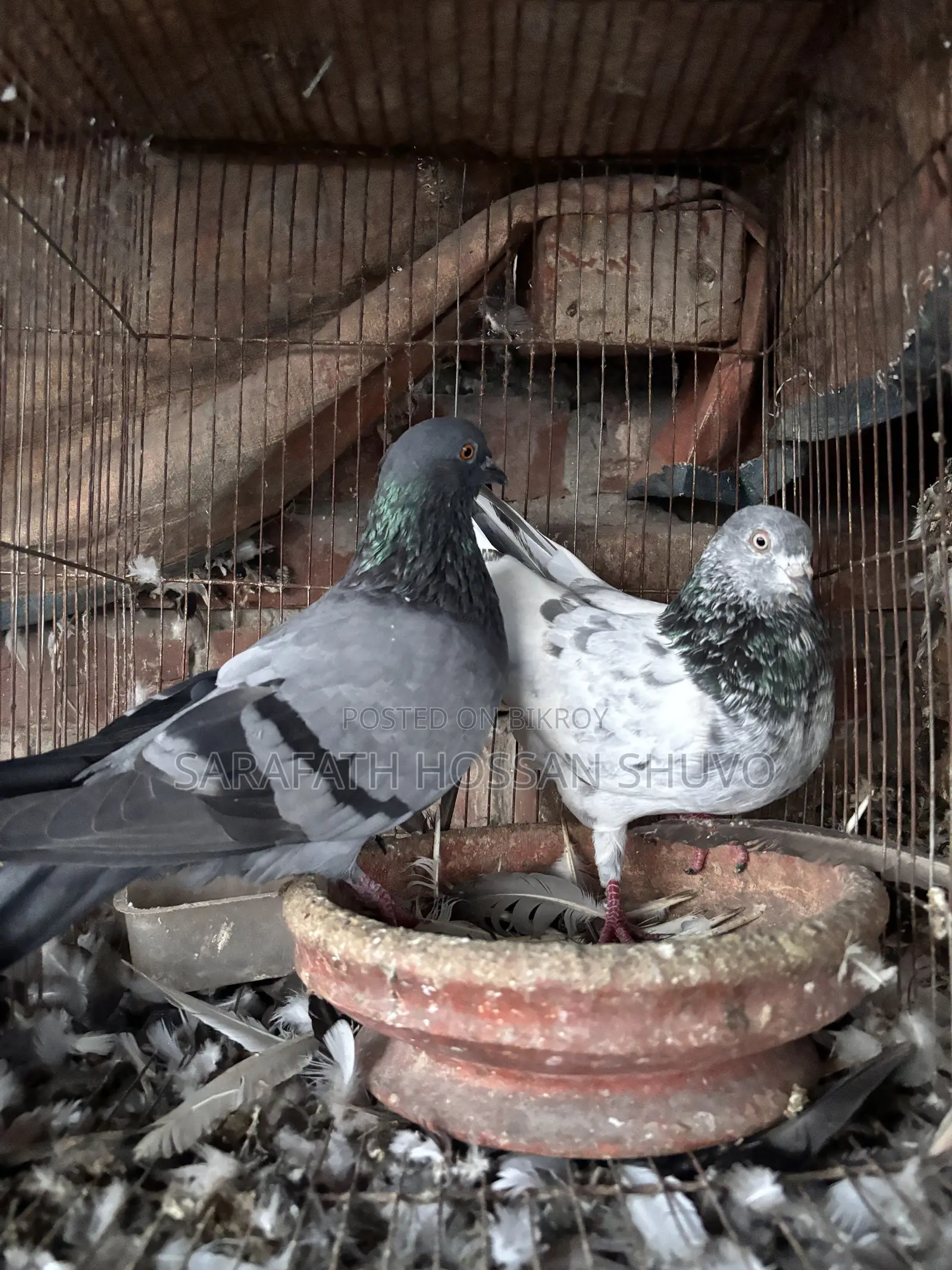 ৩০–৩২ পিস কবুতর একসাথে বিক্রি