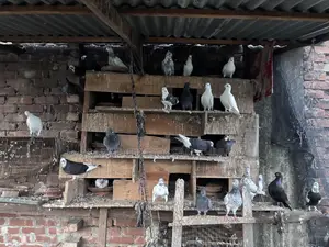 ৩০–৩২ পিস কবুতর একসাথে বিক্রি