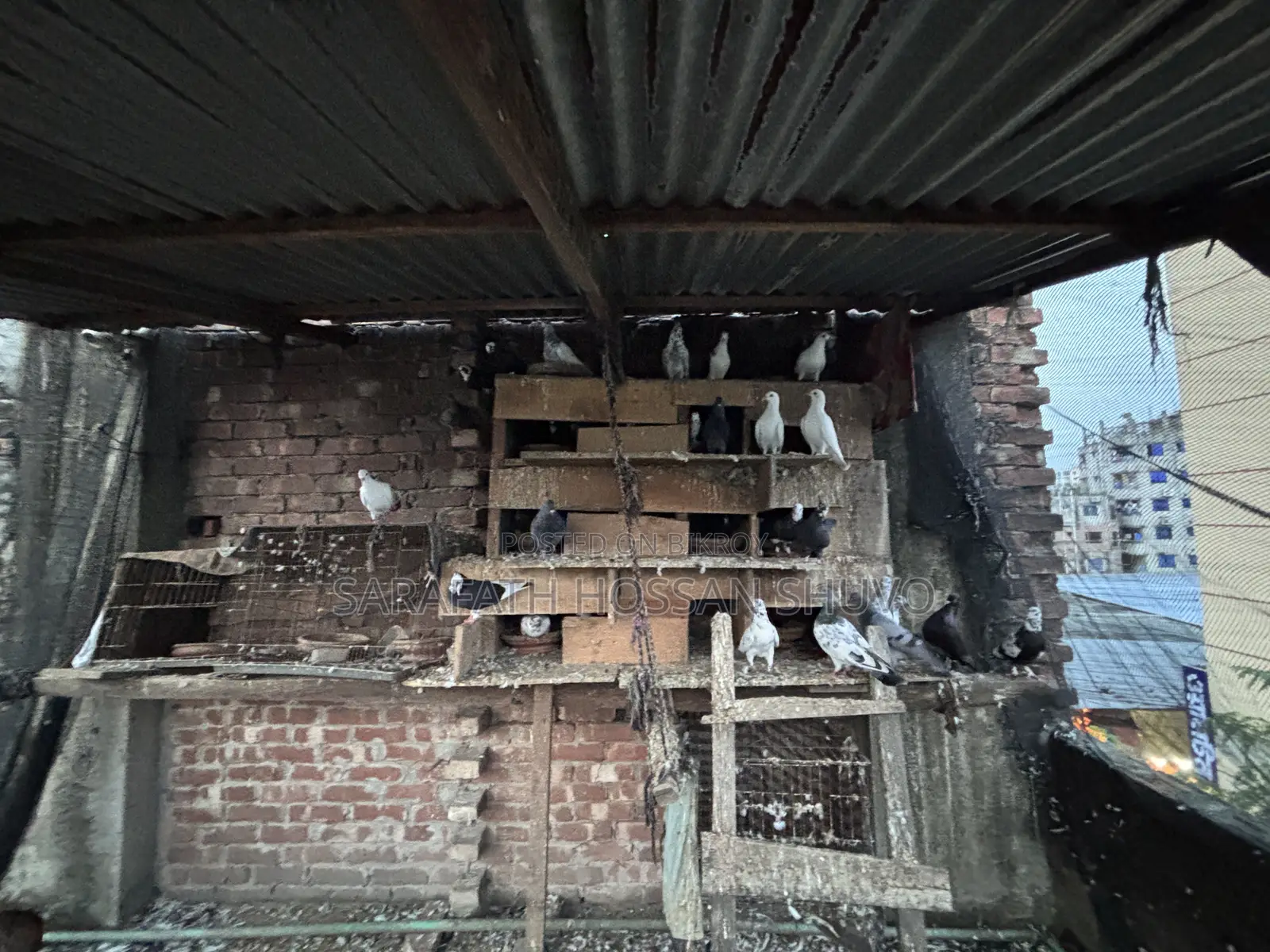 ৩০–৩২ পিস কবুতর একসাথে বিক্রি
