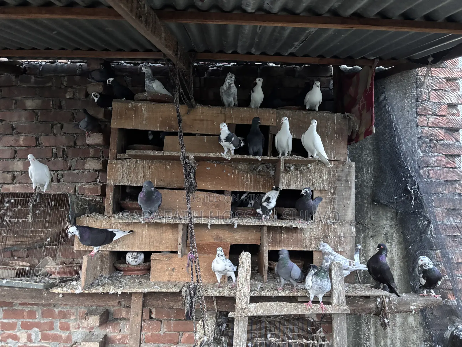 ৩০–৩২ পিস কবুতর একসাথে বিক্রি