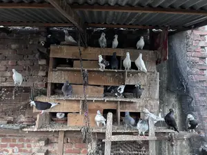 ৩০–৩২ পিস কবুতর একসাথে বিক্রি