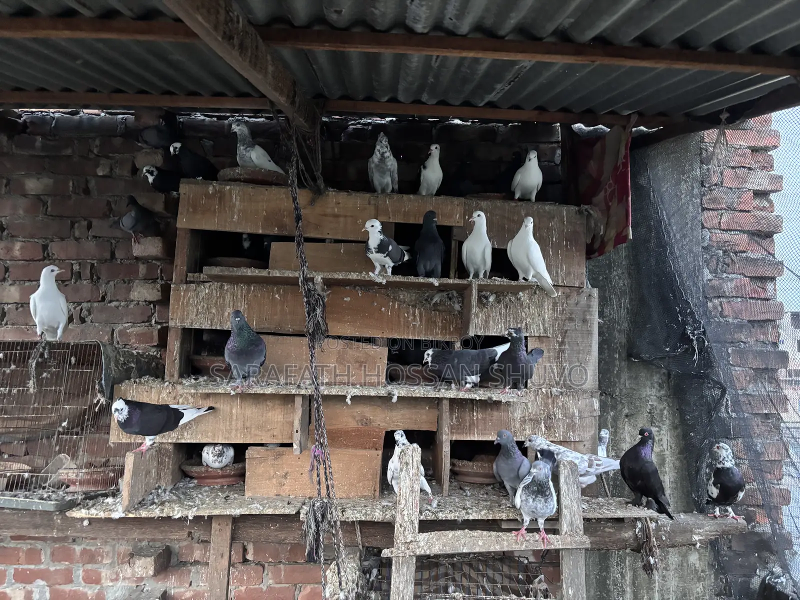 ৩০–৩২ পিস কবুতর একসাথে বিক্রি