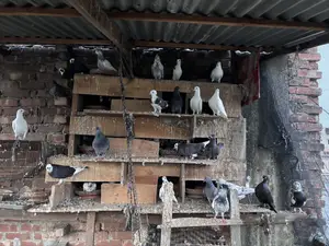 ৩০–৩২ পিস কবুতর একসাথে বিক্রি