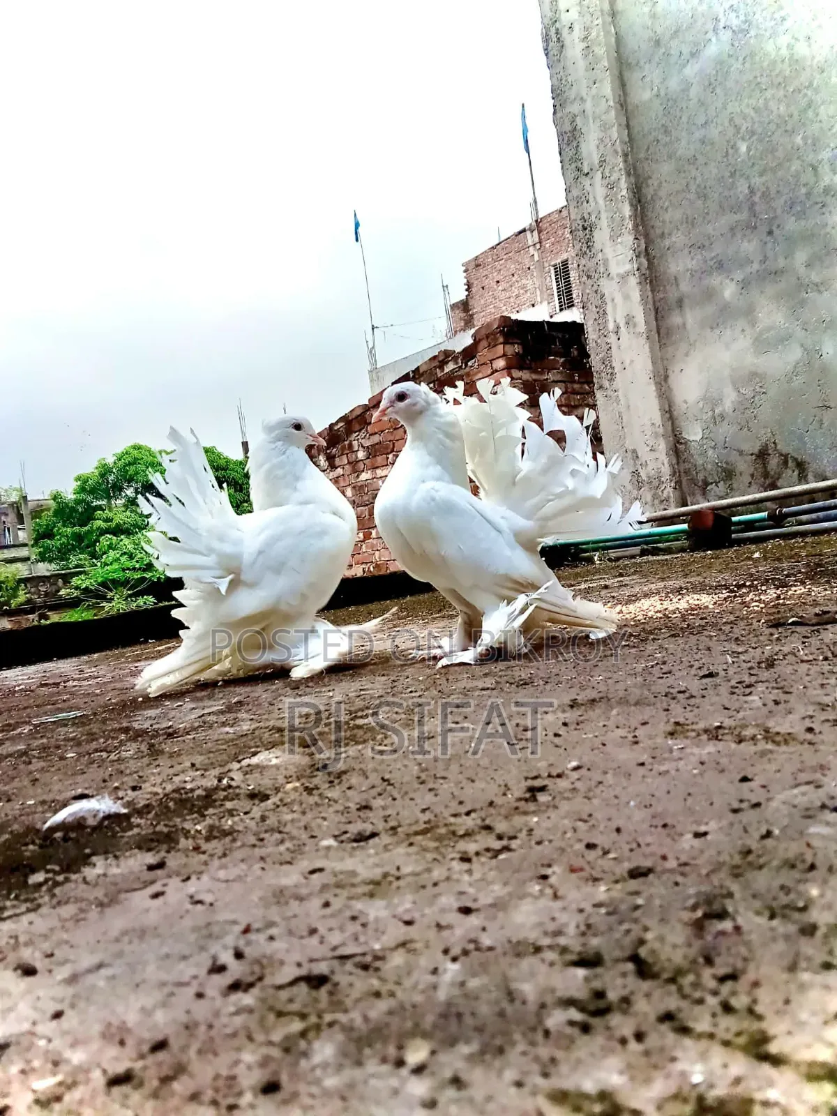 Lakkha Pigeon
